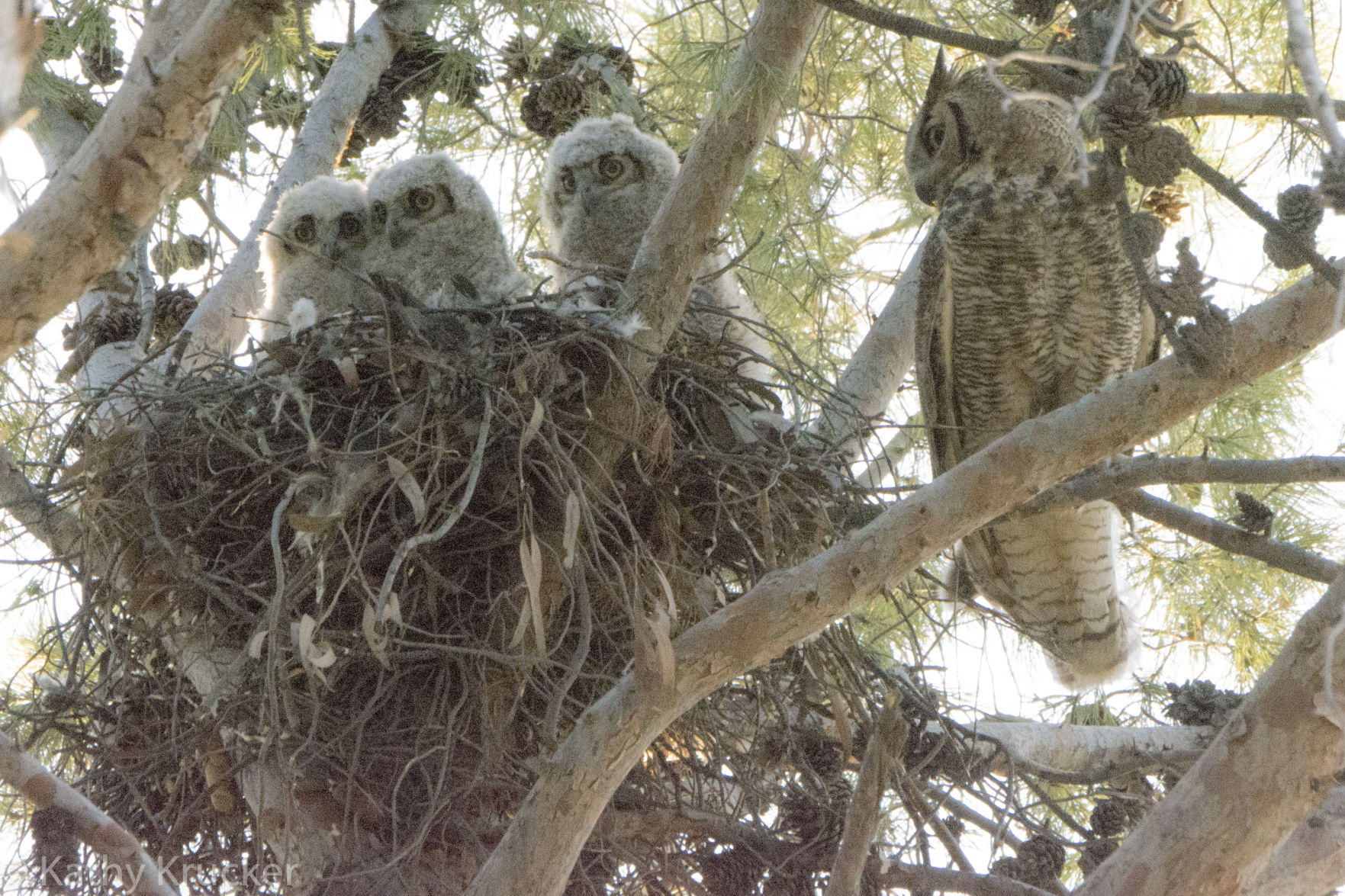 Mom with her 3 owlets